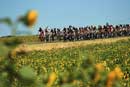 image of 'The Peloton '